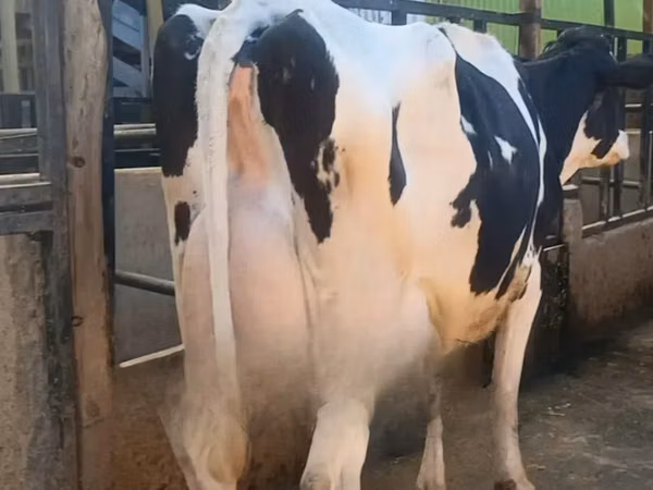 Kuh, Holstein-Rasse — Kenia