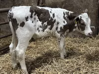 Ng'ombe (kikundi, jinsia haijatajwa), Simmental cattle — picha 5