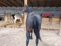 घोड़ा, Thoroughbred horse — फ़ोटो 3