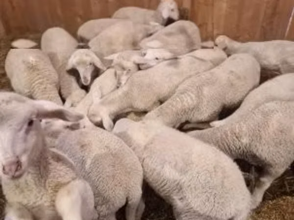 Dume la kondoo, Merinoland sheep