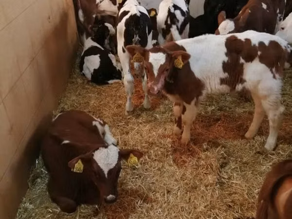 أبقار (دفعة، الجنس غير محدد), Simmental cattle