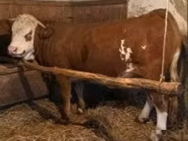 Ng'ombe jike, Simmental cattle