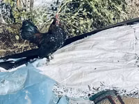 Chickens — photo 3