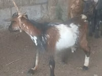 Mbuzi (kikundi, jinsia haijatajwa), Mbuzi — picha 5