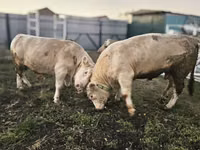 Toro, Charolais cattle — foto 3