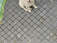 🐶 SATILIR – ÇAU-ÇAU Erkək Çau-Çau balasıdır. 2 aylıqdır, rəngi ağdır — photo 3