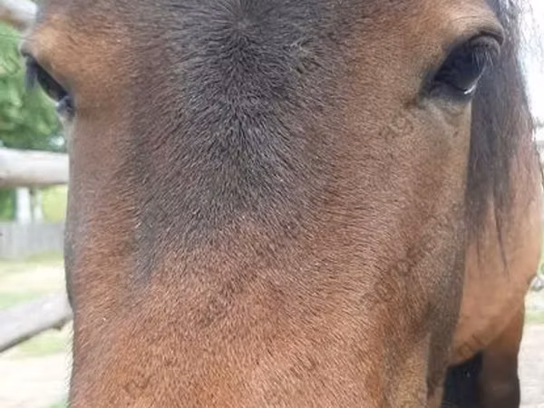 Stute, American shetland pony