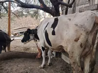 Kuh, Holstein-Rasse — Foto 6