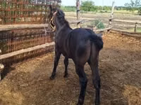 Caballo, Caballos — foto 7