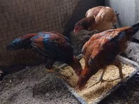 Chickens — picha 1