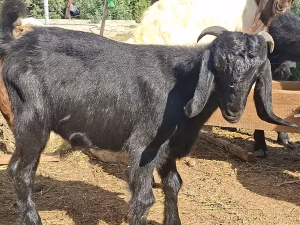 Billy Goat, Anatolian Black goats