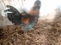 Japanisches Bantam — Foto 6