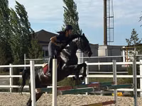 فرس, Friesian sport horse — الصورة 1