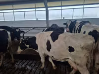 Kuh, Holstein-Rasse — Foto 1