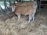 Bull, Blonde d’Aquitane cattle — photo 3