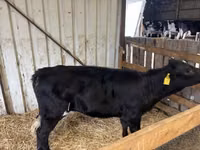 Vaca, Vaca Limousin — foto 1