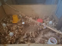 Chickens — foto 2