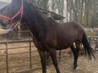 Mare, Percheron — photo 5