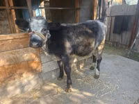 Ng'ombe jike, Bluu ya Ubelgiji — picha 3