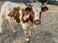Cow, Cast cow — photo 2
