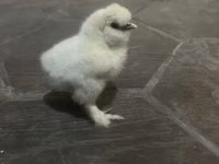 丝羽鸡 — 照片 2