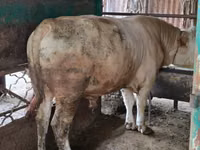 Ng'ombe dume, Auliakol breed — picha 1