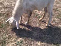 Cabro, Cabras — foto 4