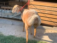 母羊, Arashan sheep — 照片 5