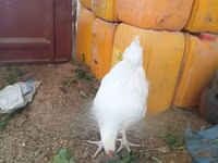 Leghorn — picha 4
