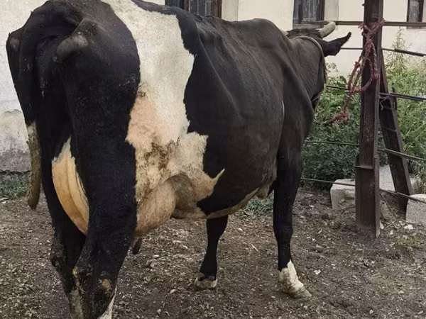 Ng'ombe jike, Russian Black pied cattle