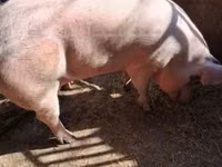 Pigs (batch, sex not specified) — photo 1