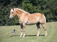 Farasi dume, Haflinger — picha 2