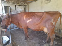 Ng'ombe jike, Red Estonian cattle — picha 3