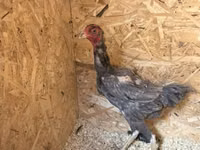 Chickens — picha 5