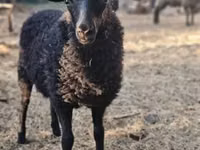 भेड़, Racka sheep — फ़ोटो 1