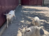 母山羊, Russian White goat — 照片 2
