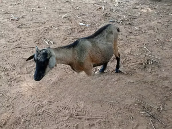 बकरियाँ (लॉट, लिंग निर्दिष्ट नहीं), बकरियाँ