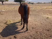 Stute, Kyrgyz Horse — Foto 4