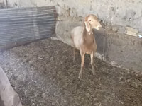 كبش, Rhon sheep — الصورة 2