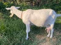 Goat, Alpine goat — photo 2