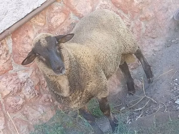 Widder, White Suffolk sheep