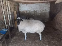 Kondoo jike, Afghan Arabi sheep — picha 1