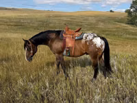 Farasi dume, Horses of Sable Island — picha 3