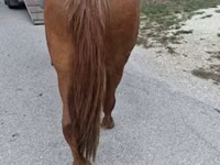 Yegua, Caballos — foto 5