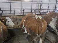 Ng'ombe jike, Simmental cattle — picha 5