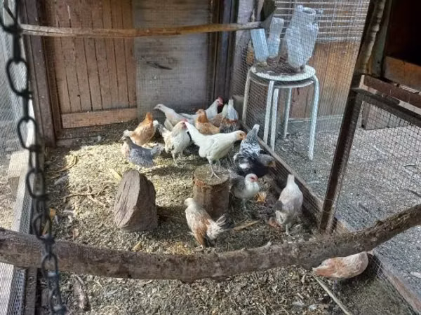 Bantam holandés