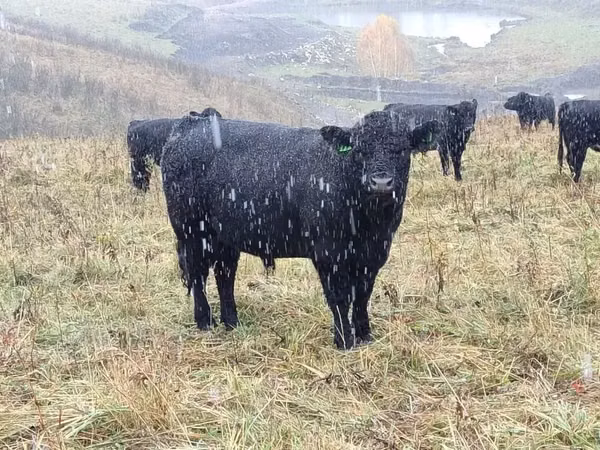 Cow, Galloway cow