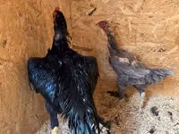 Chickens — picha 4