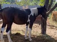 Yegua, Caballos — foto 2