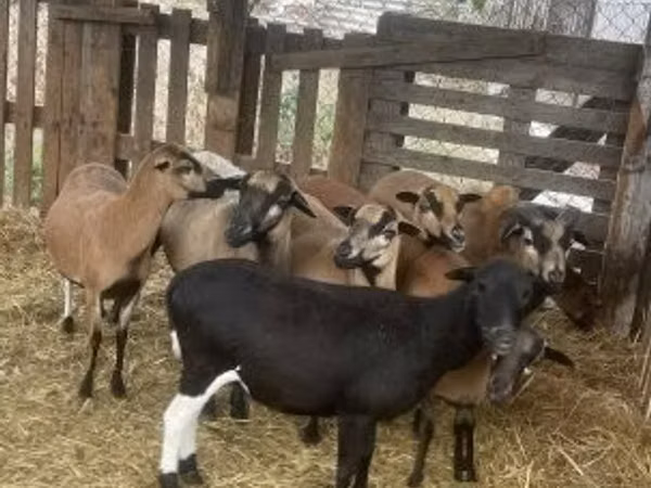 Dume la kondoo, Cameroon sheep